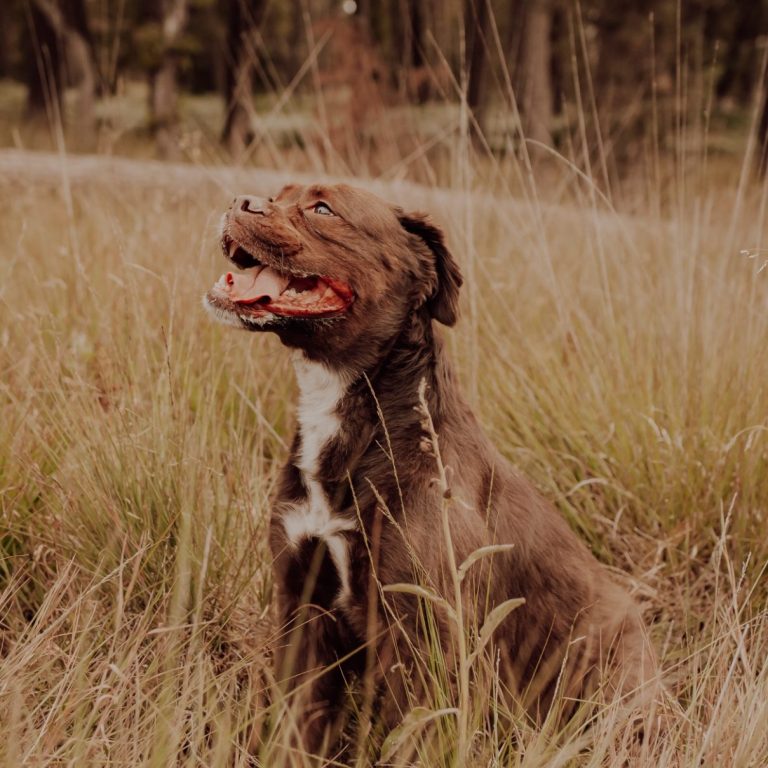 Emma, Co-Trainerhündin der Hundeschule MNA