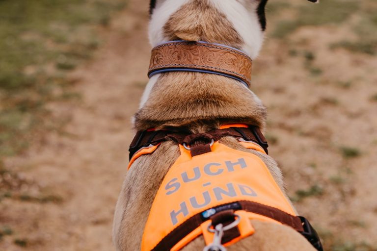 Hund beim Mantrailing auf der Personensuche