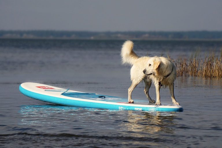 Special-Kurse der Hundeschule MNA
